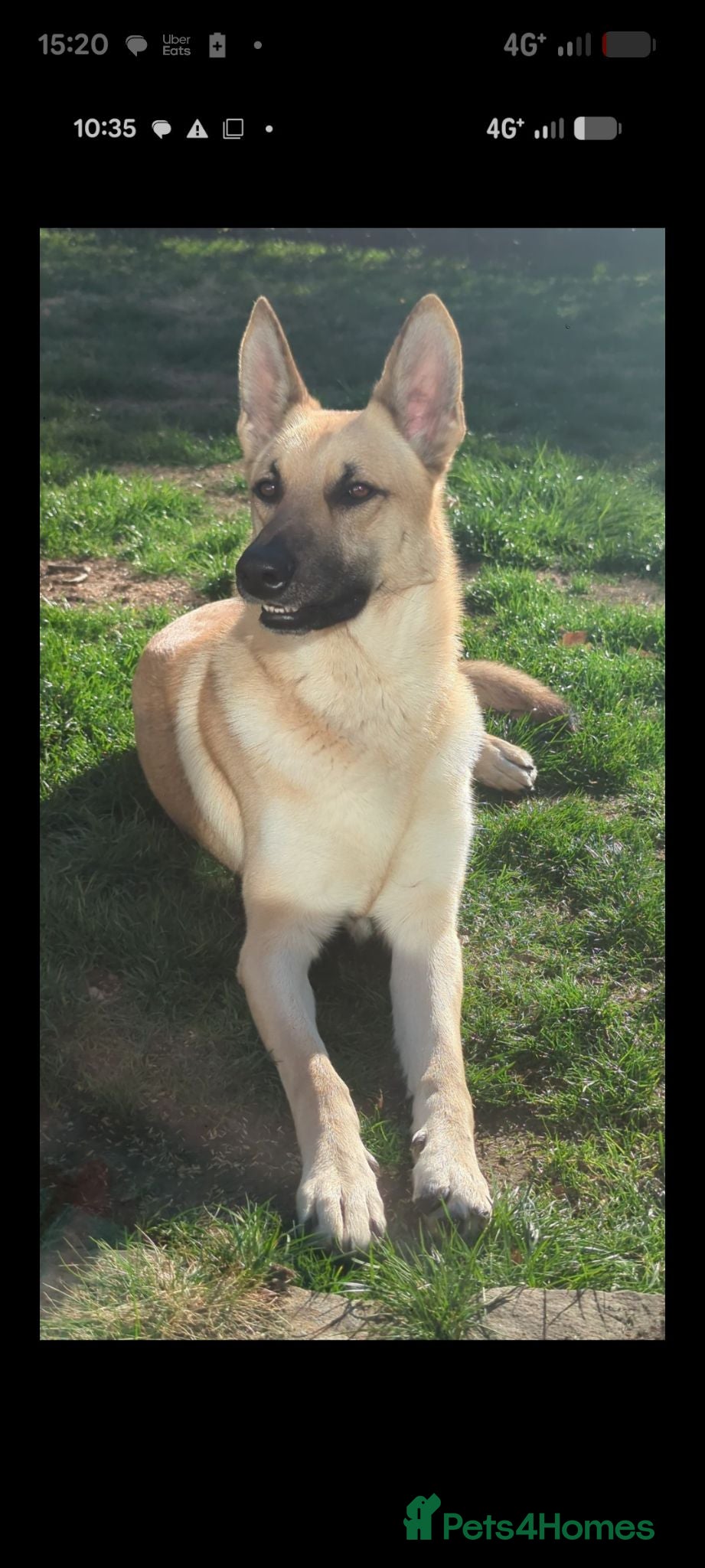 German Shepherd dogs German Shepherd - Loyal and Protective. - Advert 1
