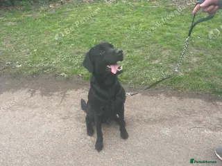 Labrador Retriever dogs Labrador - Advert 1