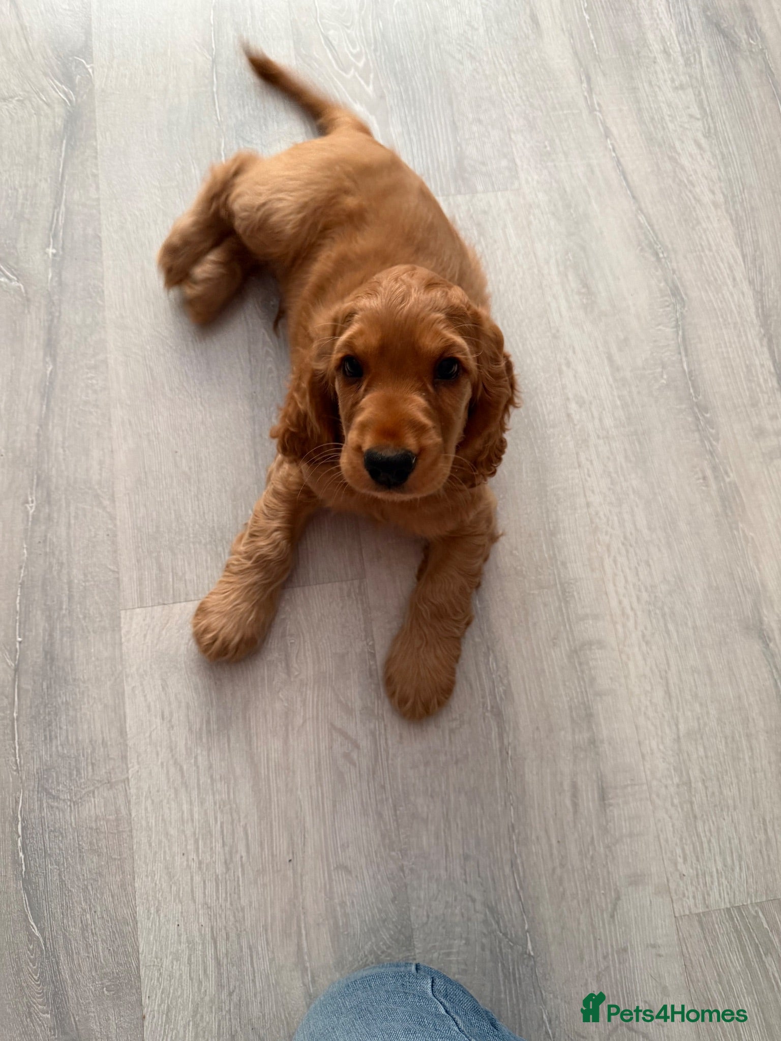 Cocker Spaniel dogs Show Cocker Spaniel Boy  - Advert 2