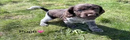 Cocker Spaniel dogs for sale: Cocker Spaniel puppies  in Orkney - Advert 5