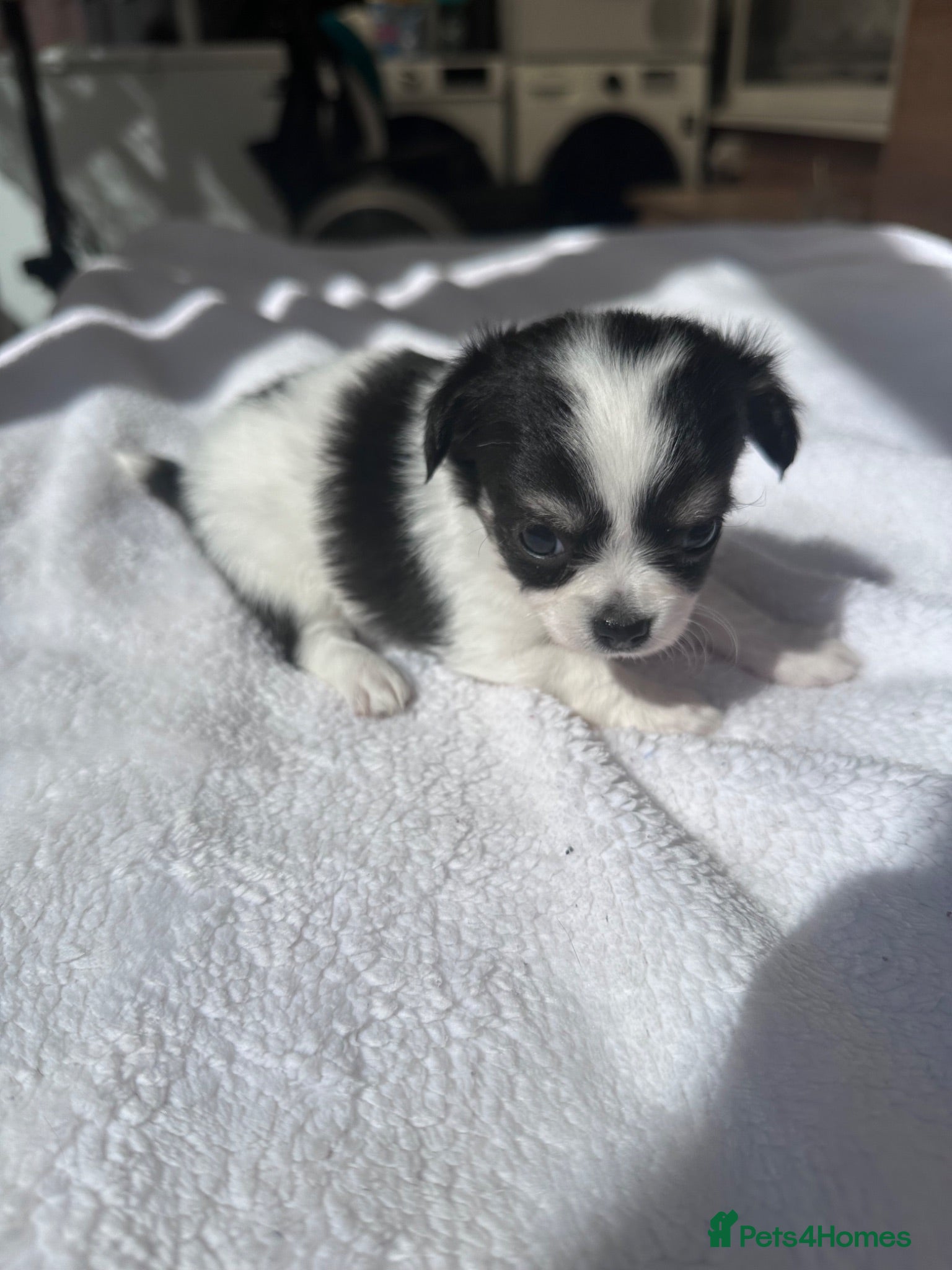 Chihuahua dogs Puppies - Advert 17