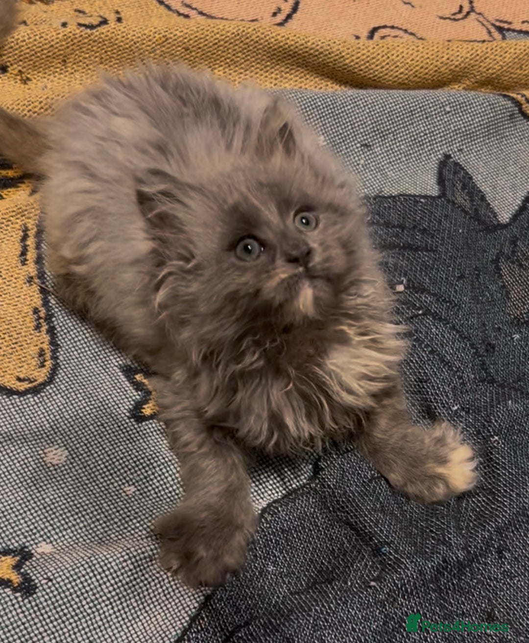 Maine Coon cats for sale: Maine Coon girl READY NOW - Advert 13