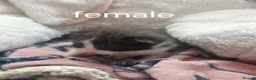 Mixed Breed cats for sale: Kittens  in Peterborough - Advert 6