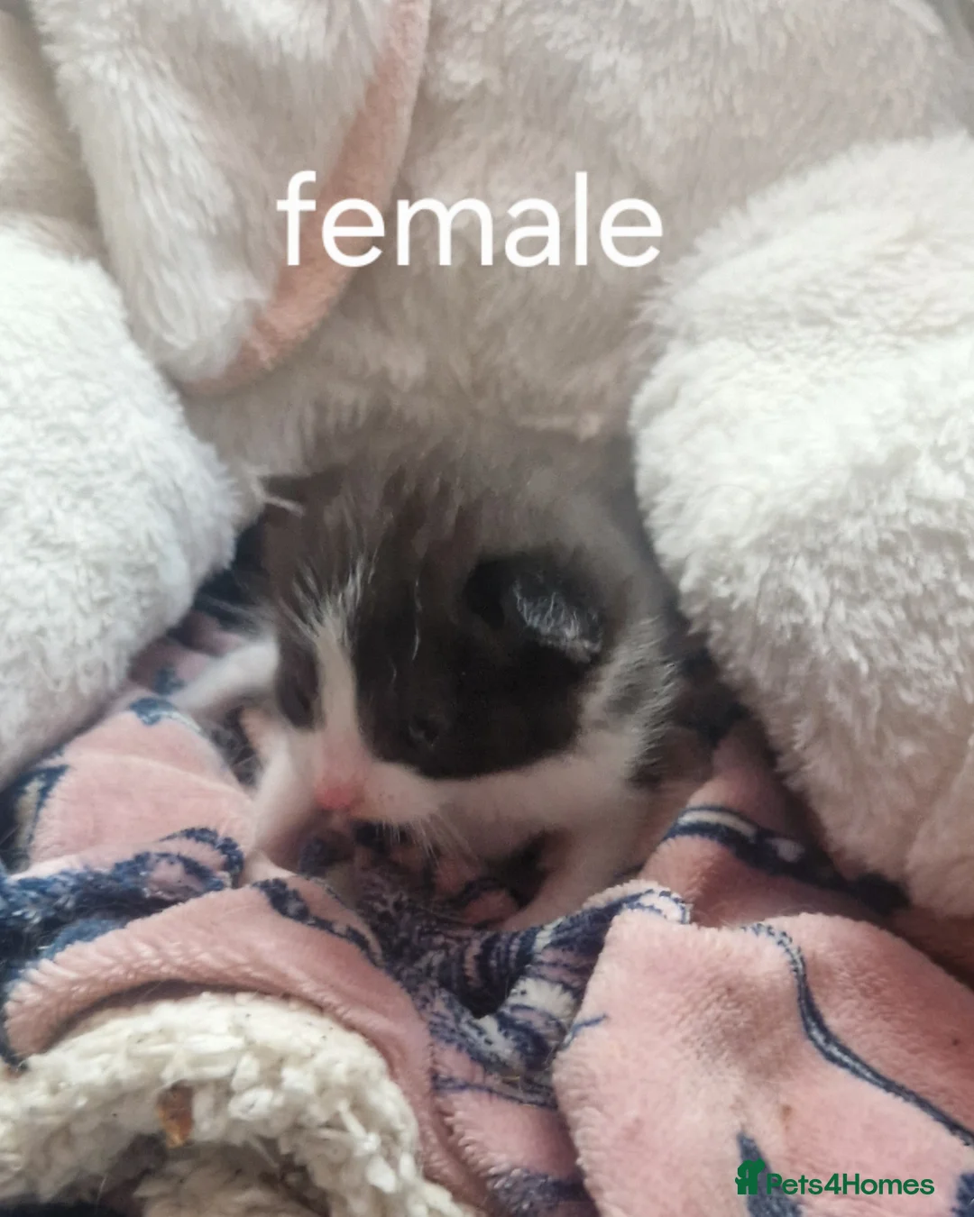 Mixed Breed cats for sale: Kittens  in Peterborough - Advert 6