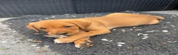 Labrador Retriever dogs for sale: Fox red Labrador  - Advert 20
