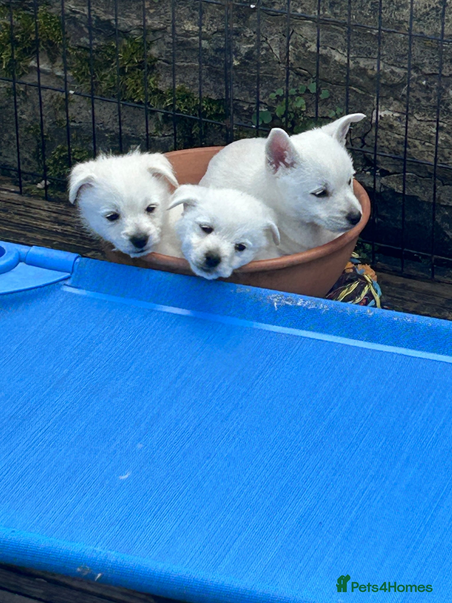 Mixed Breed dogs West Highland x Pomeranian Spitz - Advert 15