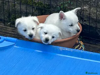 Mixed Breed dogs West Highland x Pomeranian Spitz - Advert 15