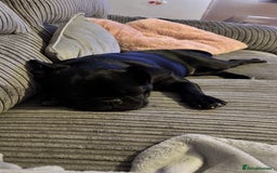 Frug dogs for sale: Male Frug  - Image 1