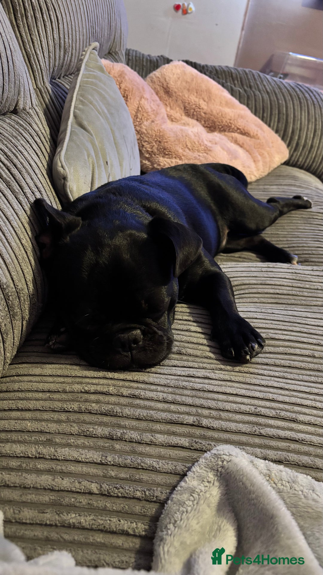 Frug dogs for sale: Male Frug  - Image 1