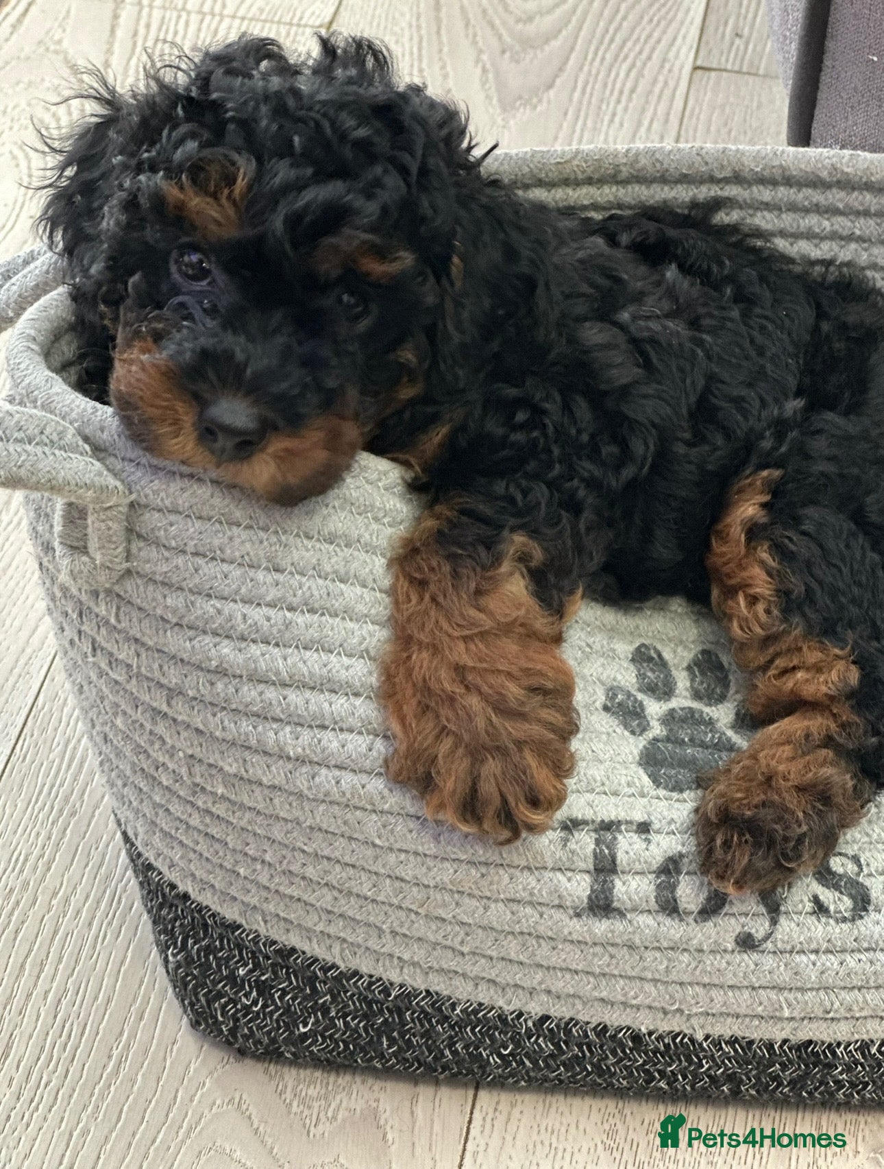 Toy Poodle dogs Beautiful Toy Poodle Puppies looking for new home  - Advert 1