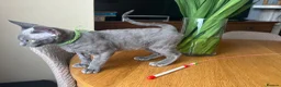Devon Rex cats for sale: Our beautiful Devon Rex kittens are ready to move  - Advert 22