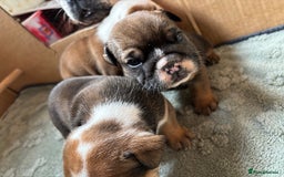 English Bulldog dogs for sale: Ready to go English bulldog puppies - Image 16