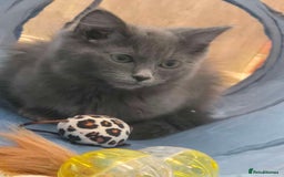 Ragdoll cats for sale: 4 ragdolls ready to leave now  - Image 10