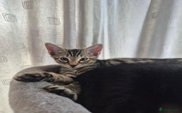 Mixed Breed cats for sale: 3 lovely playful male Kittens looking for home - Image 8