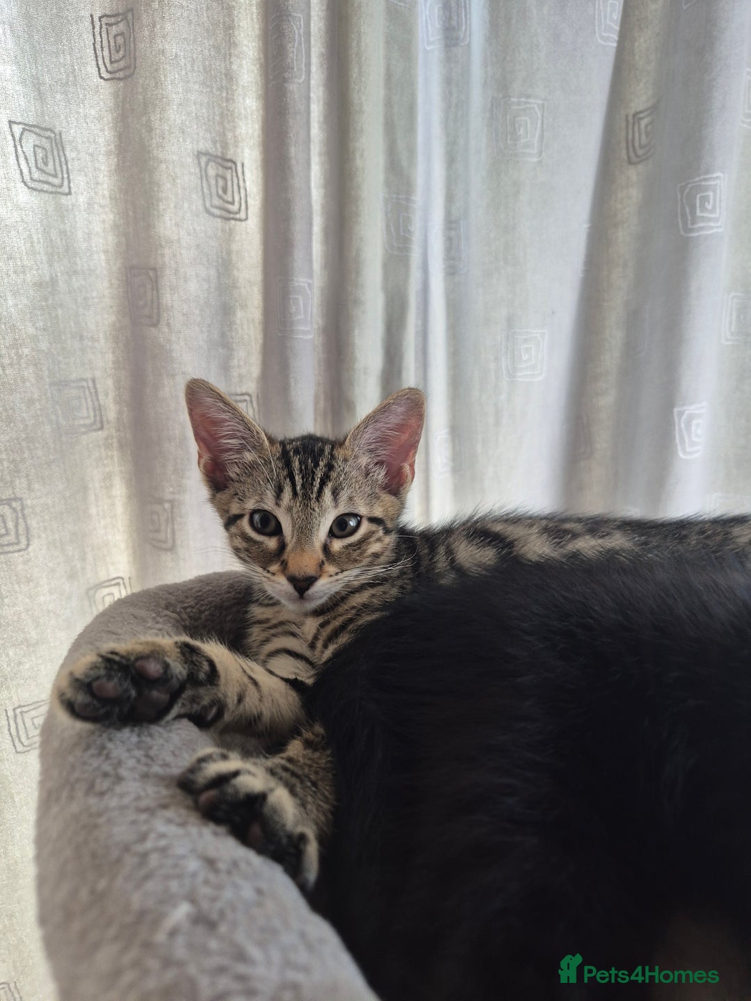 Mixed Breed cats for sale: 3 lovely playful male Kittens looking for home - Image 8