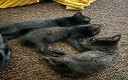 Bombay cats for sale: 10 week old - Image 4