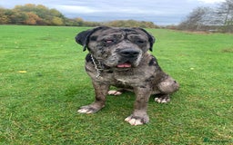Cane Corso dogs for sale: 1 year old cane corso  - Image 2