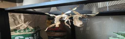 Stick Insects invertebrates for sale: Colony of Macleay's spectres - Advert 6