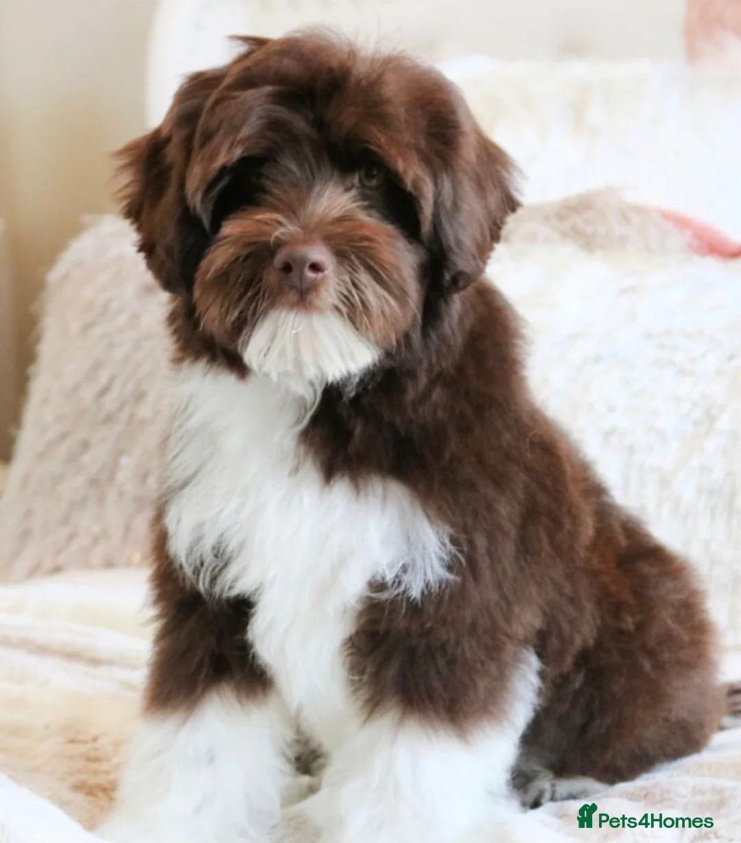 Australian Labradoodle dogs for sale: Australian labradoodles  - Advert 8