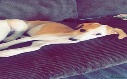 Mixed Breed dogs for sale: Saluki greyhound  - Image 6