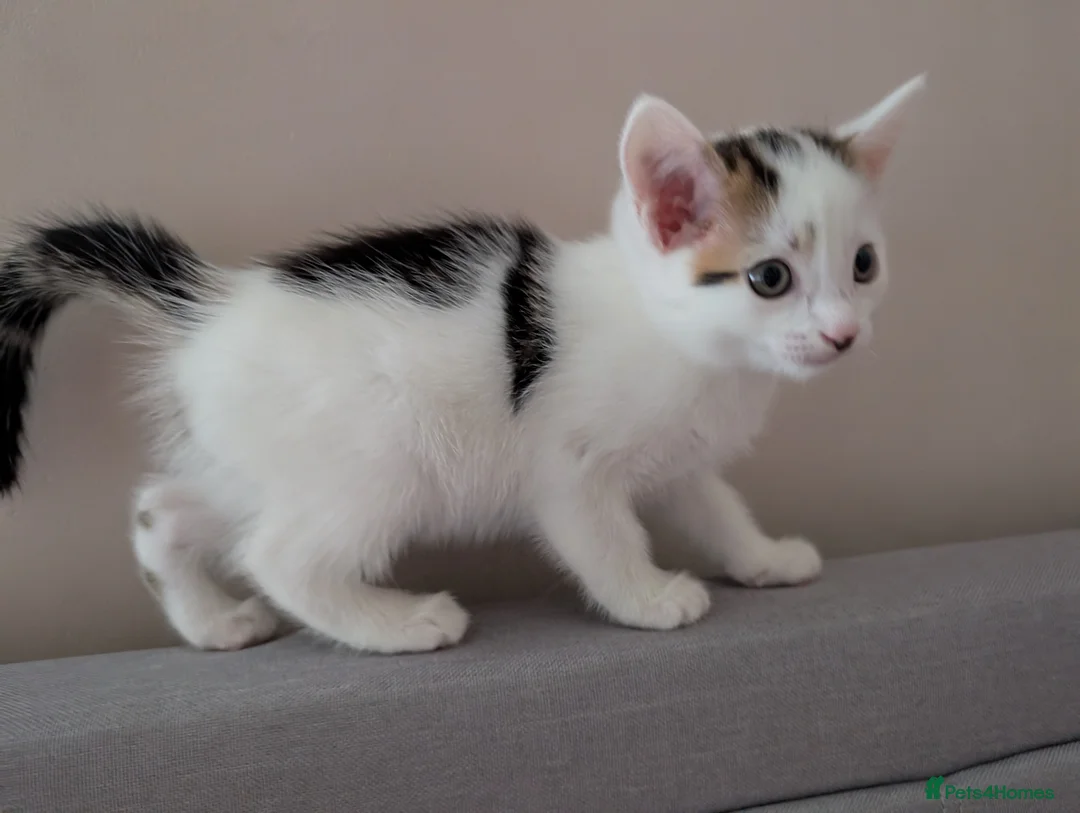 Mixed Breed cats for sale: Beautiful kittens  in Southampton - Advert 29