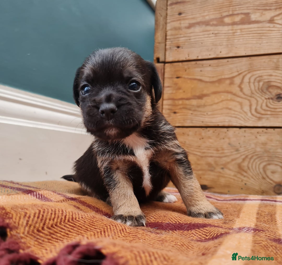 Border Terrier dogs for sale: Blue and Tan Border Terrier Pups, Ready Dec 13th - Advert 3