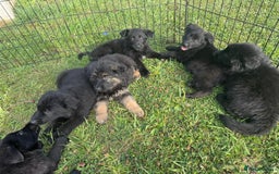 German Shepherd dogs for sale: German shepherd puppies  - Image 5