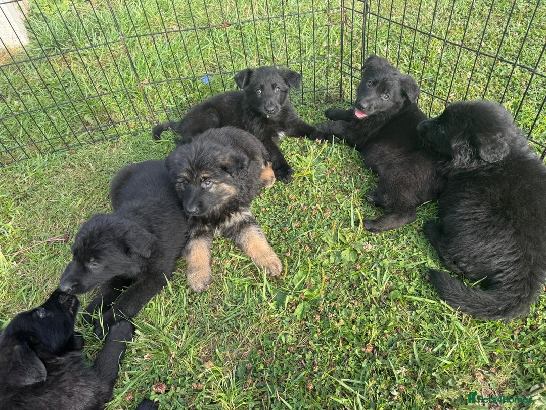 German Shepherd dogs for sale: German shepherd puppies  - Image 5