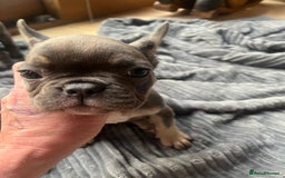 French Bulldog dogs for sale: French bull dog puppies  - Image 25