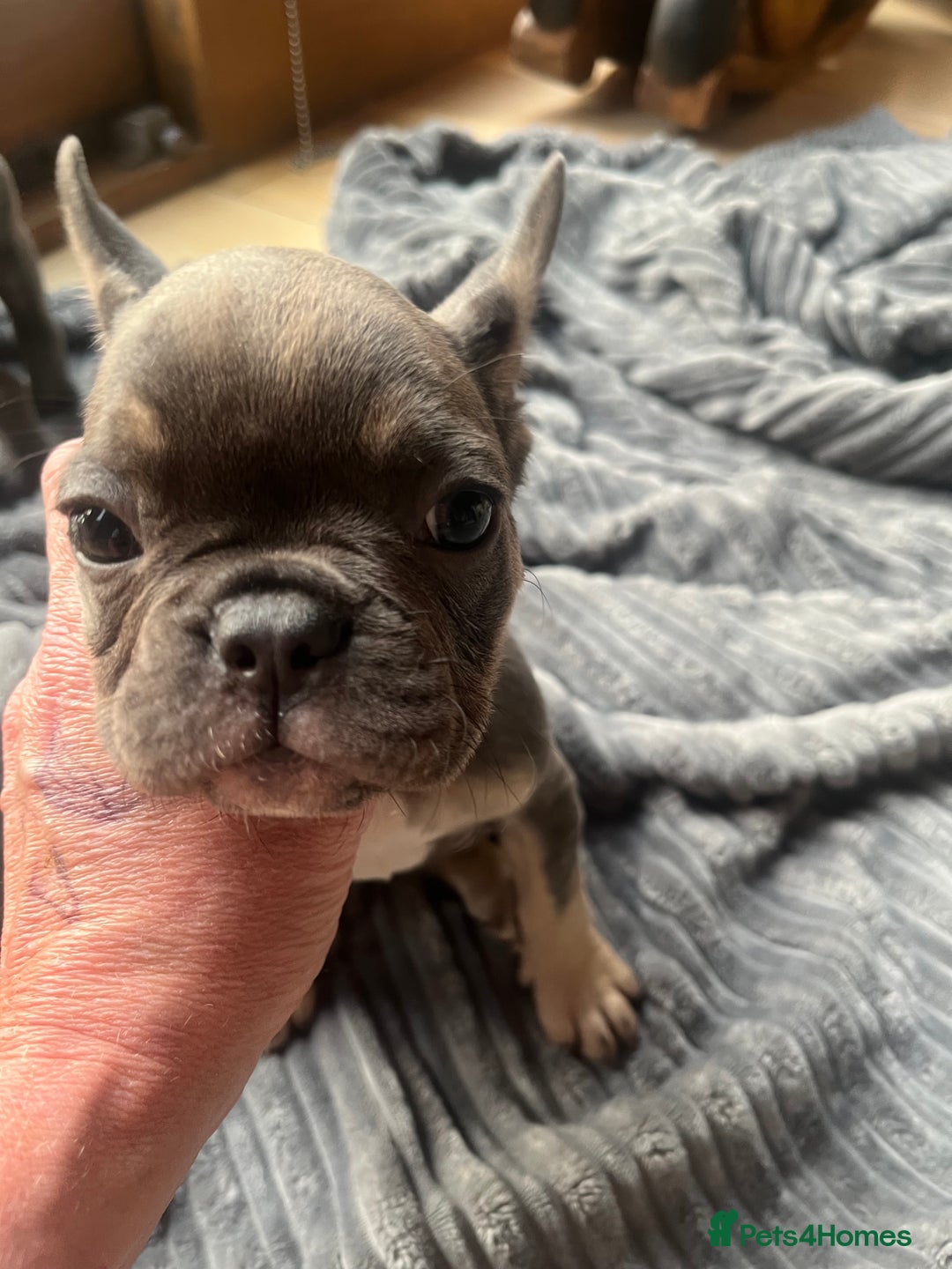 French Bulldog dogs for sale: French bull dog puppies  - Image 25