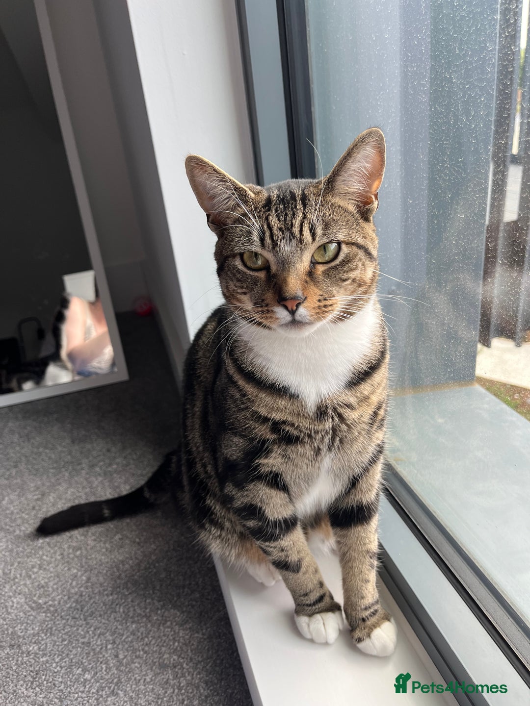 Mixed Breed cats for sale: Urgent! bonded cats for rehome! - Advert 7