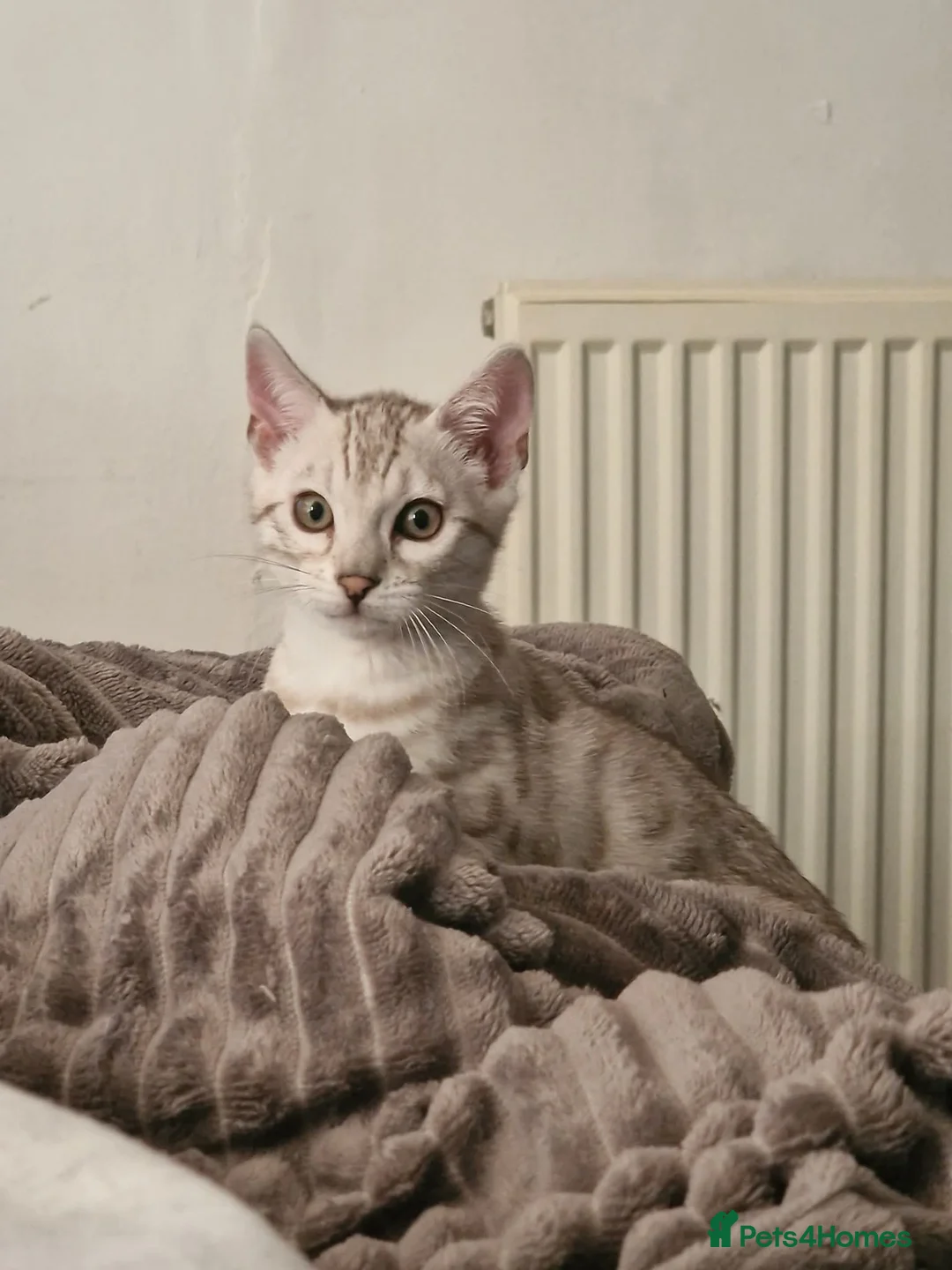 Bengal cats for sale: Ready Now Tica Champion Kittens  - Advert 12