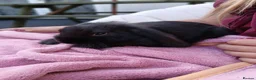 Mini Lop rabbits for sale: Lovely mini lop rabbits ready now - Advert 7