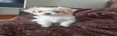 Winnie