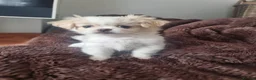 Mixed Breed dogs for sale: 6 gorgeous Pekingese x Tibetan Spaniel puppies in Wirral - Advert 24