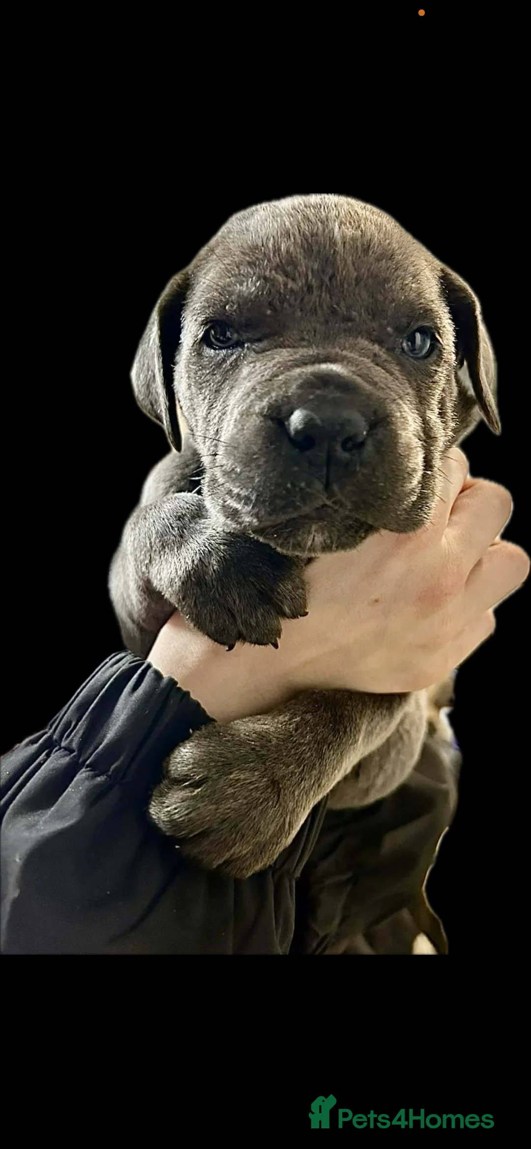 Cane Corso dogs for sale: Cane corso pups - Advert 9