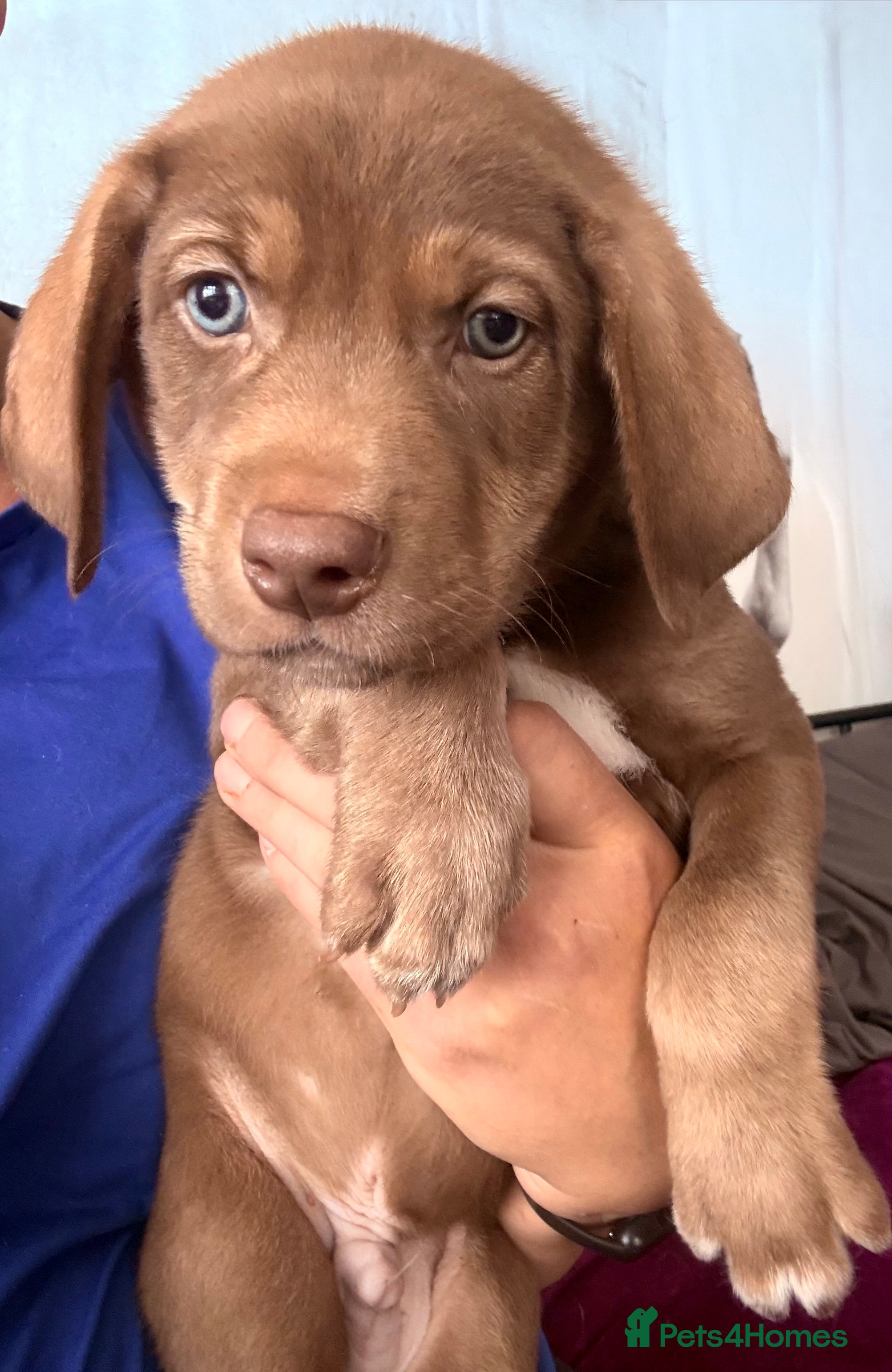 Mixed Breed dogs Gorgeous Siberian Shepsky x Weimaraner Puppies  - Advert 2