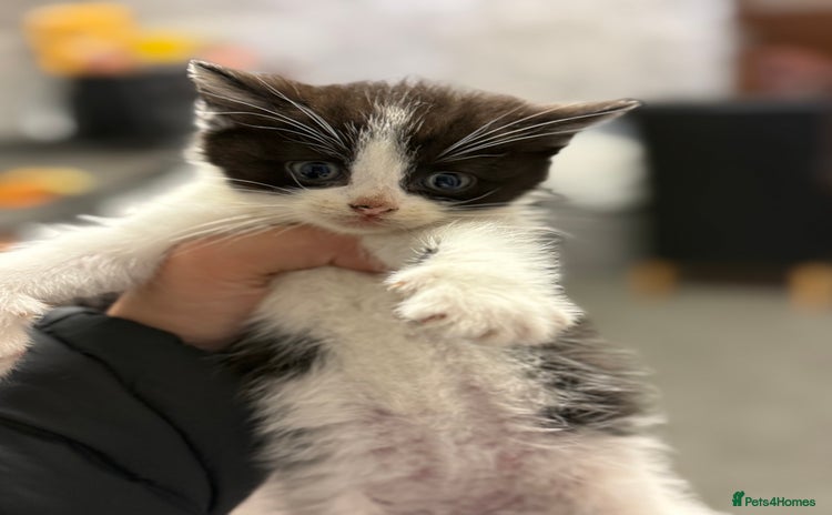 Mixed Breed cats for sale - Advert 1