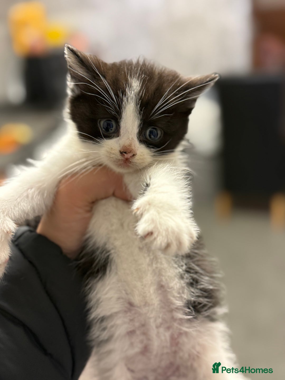 Mixed Breed cats for sale: THREE BLACK KITTENS AVAILABLE  - Image 1