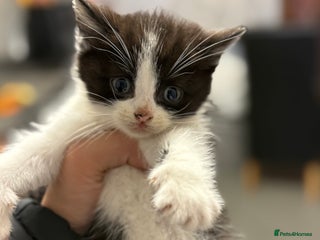 Mixed Breed cats - Advert 15