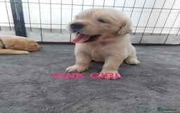 Golden Retriever dogs for sale: Golden Retriever Puppies  - Image 9