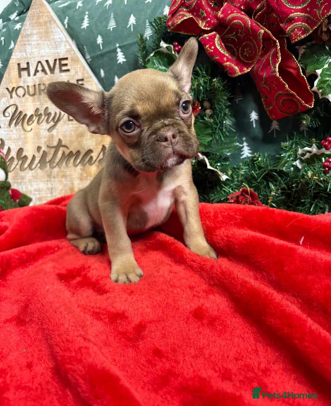 French Bulldog dogs for sale: French Bulldog Gorgeous Colours Available - Advert 4