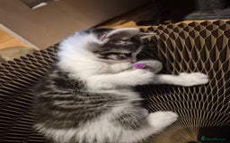 Mixed Breed cats for sale: 5 beautiful kittens  - Image 6