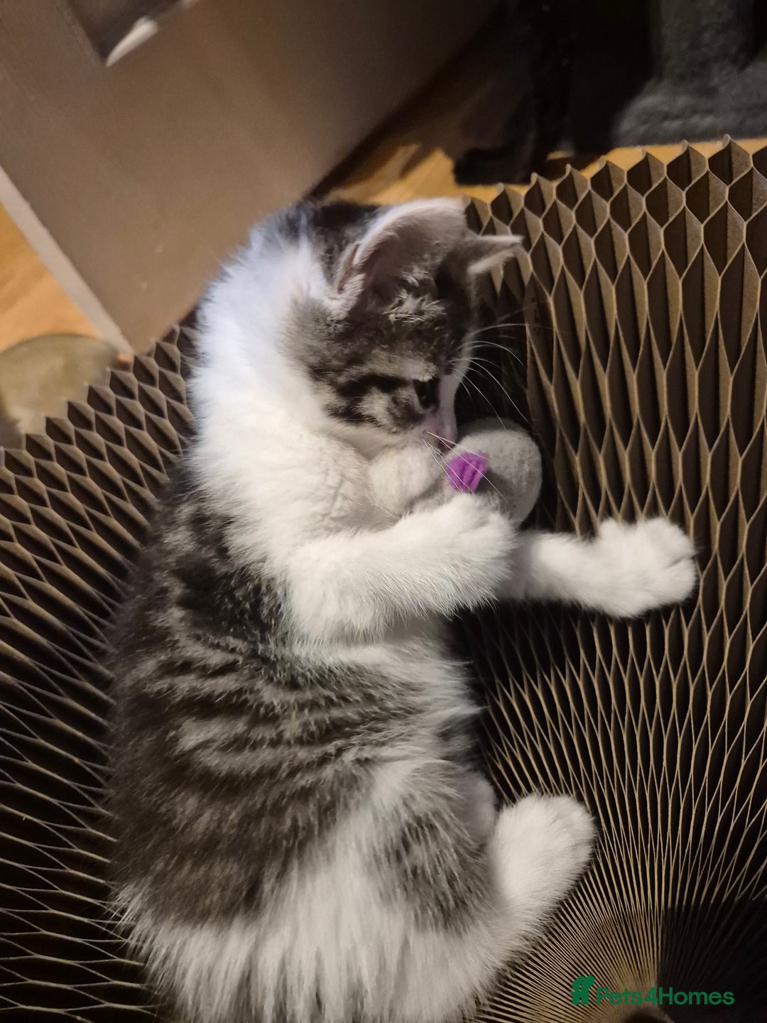 Mixed Breed cats for sale: 5 beautiful kittens  - Image 6