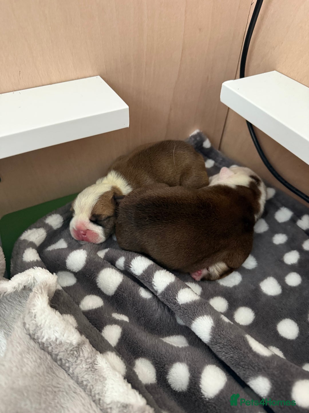 English Bulldog dogs for sale: 2 Beautiful Red & White English Bulldogs - Image 4