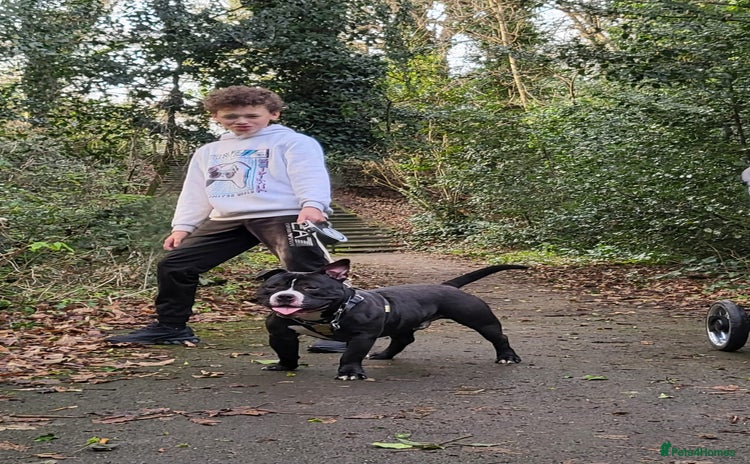 American Bully dogs - Advert 2