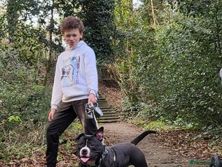 American Bully dogs - Advert 13