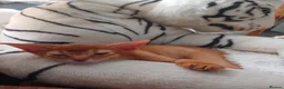 Abyssinian cats for sale: Abyssinian kittens for sale - Advert 23