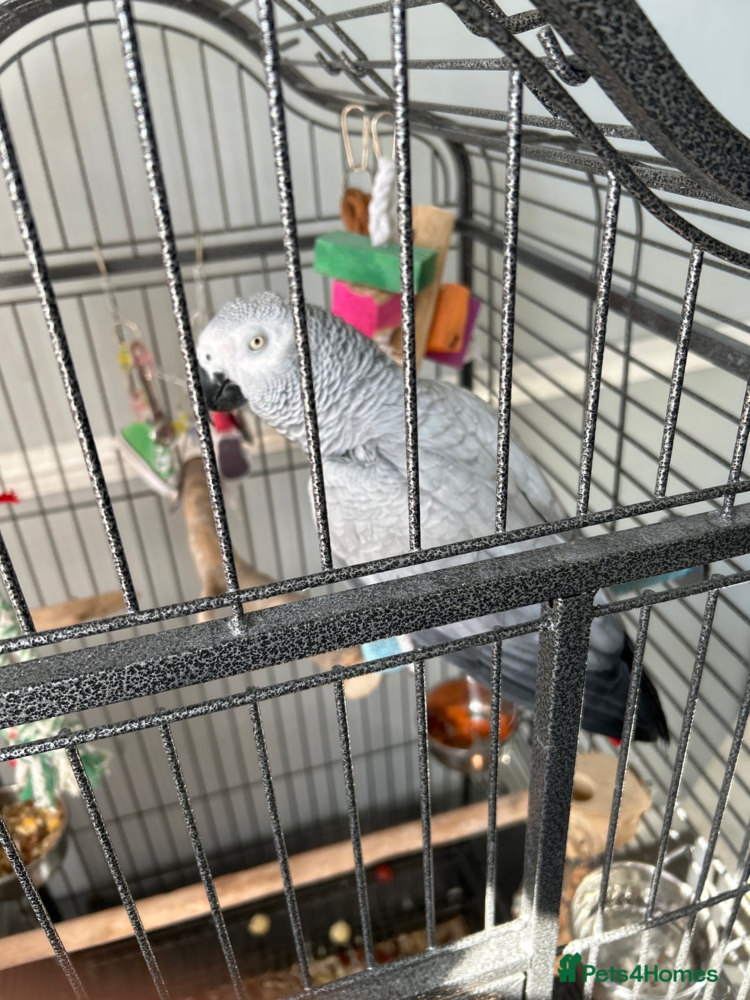 Parrots birds for sale: Female African grey  - Image 1