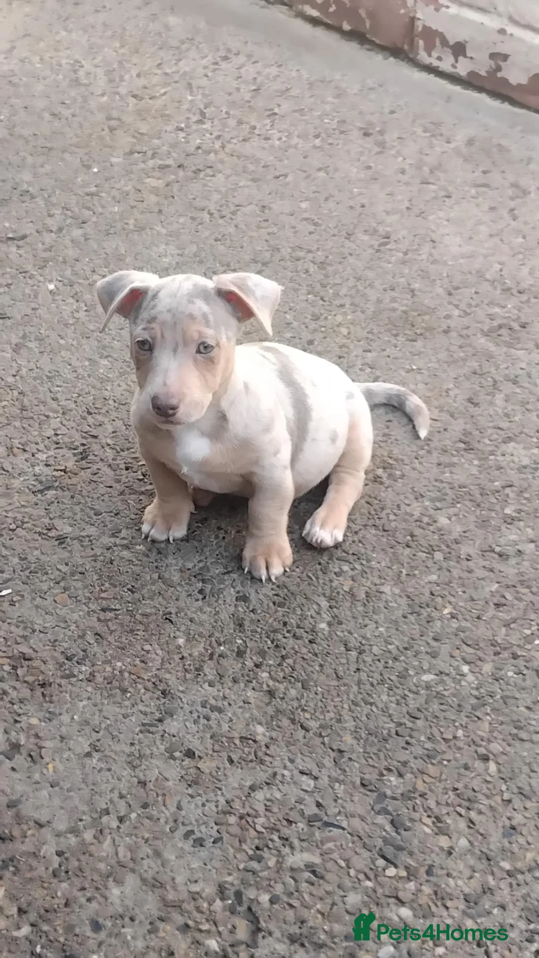 Jack Russell dogs for sale: jack Russell for sale - Advert 7